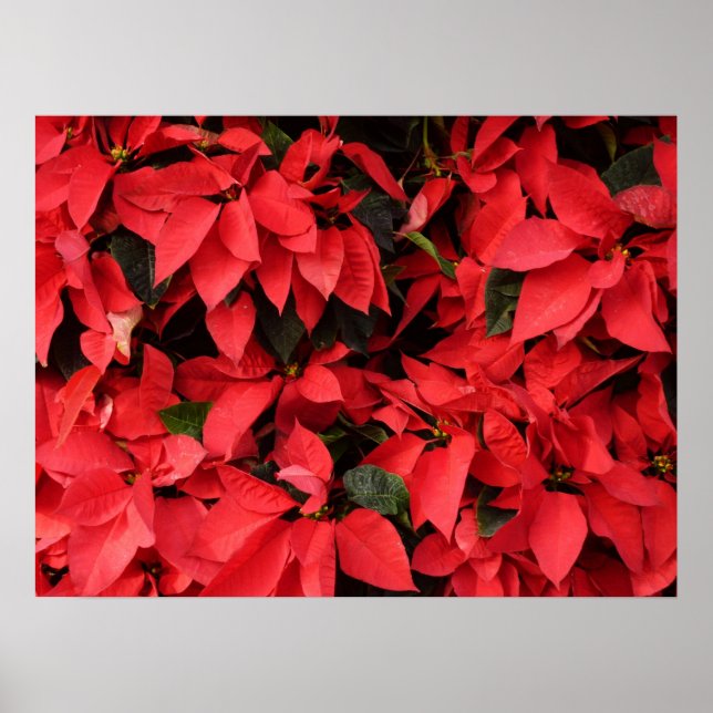 Affiche Rouge Poinsettias II Noël Fête Florale (Devant)