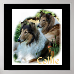 Affiche Rough Collie Art Don