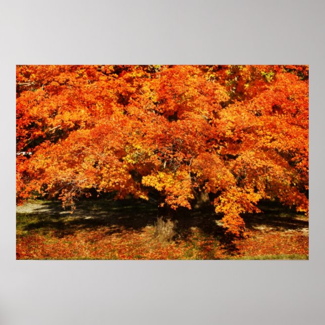 Affiche Rouille d'automne (Devant)