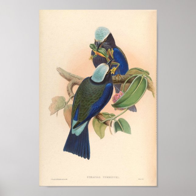 Affiche Rouleau à ailes violettes Oiseaux Vintages D'Asie (Devant)