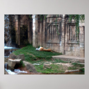 Affiche Rouleau de tigre