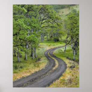 Affiche Route de campagne à travers les arbres, Oregon