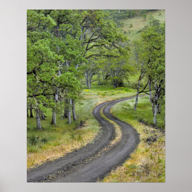 Affiche Route de campagne à travers les arbres, Oregon (Devant)