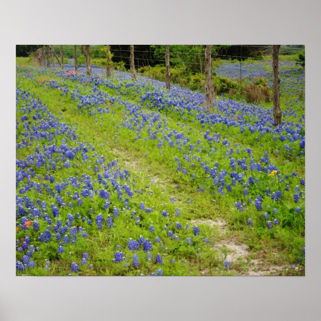 Affiche Route de la campagne Bluebonnet (Devant)