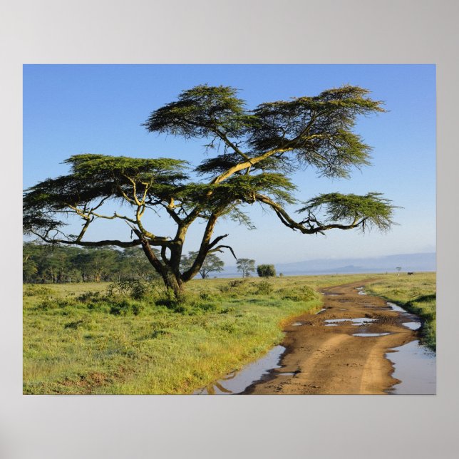 Affiche Route de terre primitive et acacia, lac Nakuru (Devant)