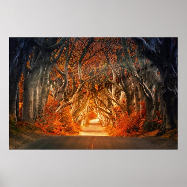 Affiche Route forestière enchantée (Devant)