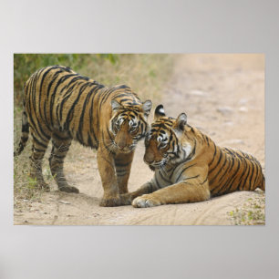 Affiche Royal Bengal Tiger and young - Touching ahead,