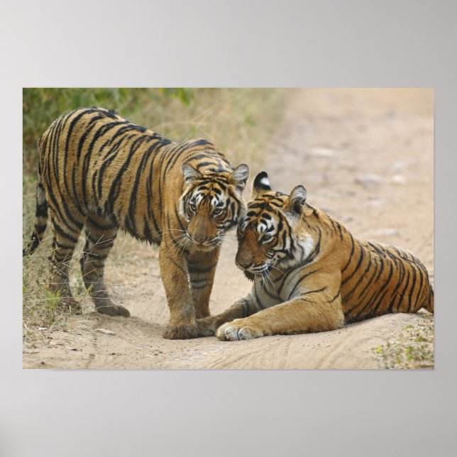 Affiche Royal Bengal Tiger and young - Touching ahead, (Devant)