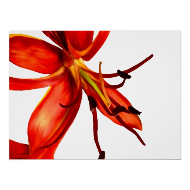 Affiche Royal Poinciana (Devant)