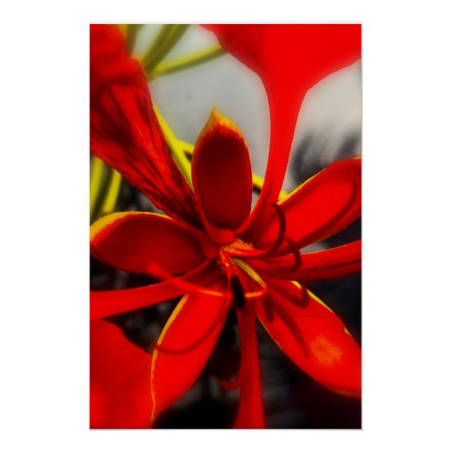 Affiche Royal Poinciana (Devant)