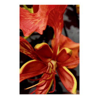 Affiche Royal Poinciana
