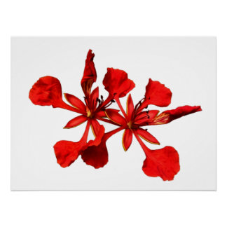 Affiche Royal Poinciana