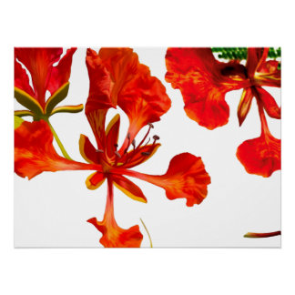 Affiche Royal Poinciana
