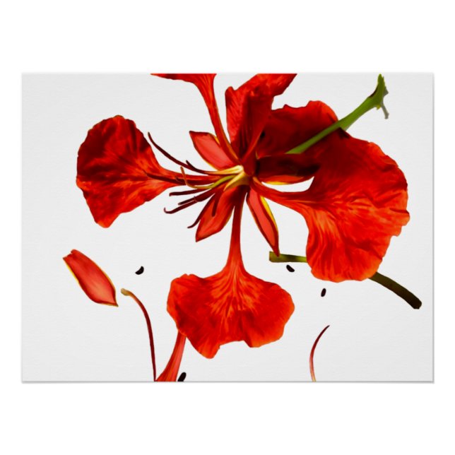 Affiche Royal Poinciana (Devant)