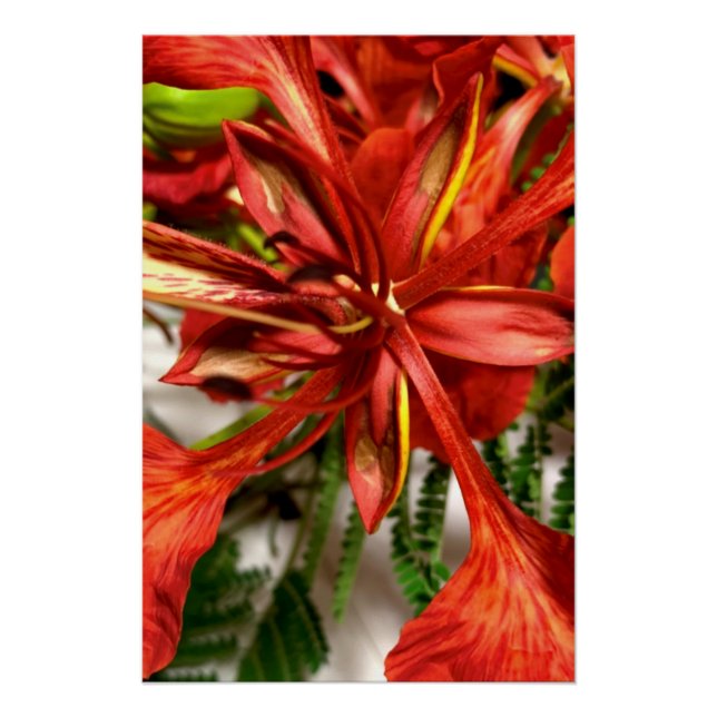 Affiche Royal Poinciana  (Devant)