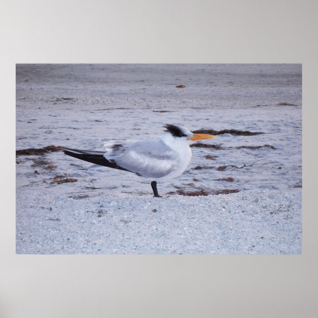 Affiche Royal Tern (Devant)