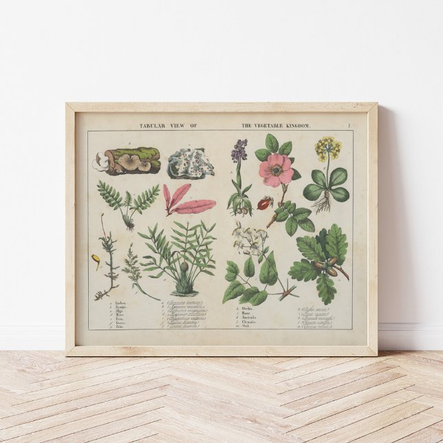 Affiche Royaume végétal | Charlotte Mary Yonge (Créateur téléchargé)