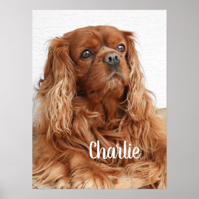 Affiche Ruby Cavalier King Charles Spaniel (Devant)