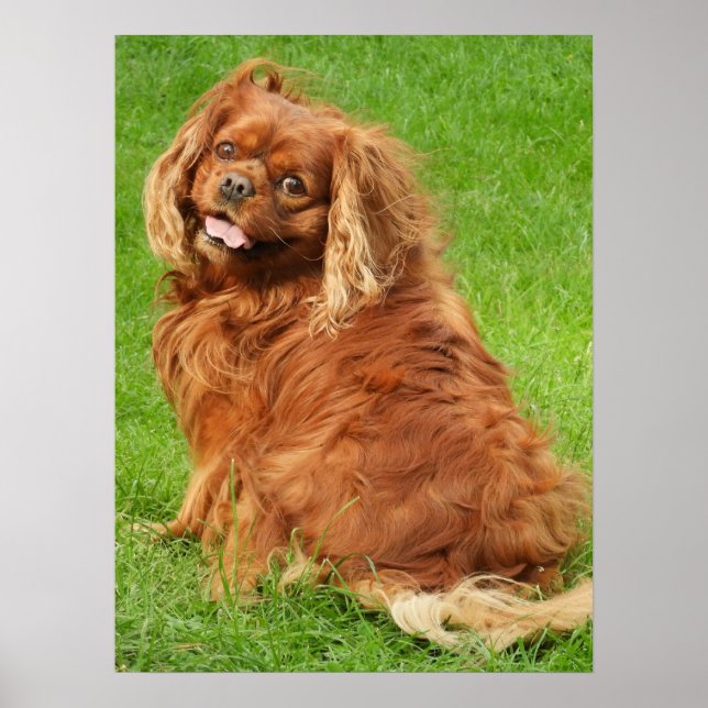 Affiche Ruby Cavalier King Charles Spaniel (Devant)