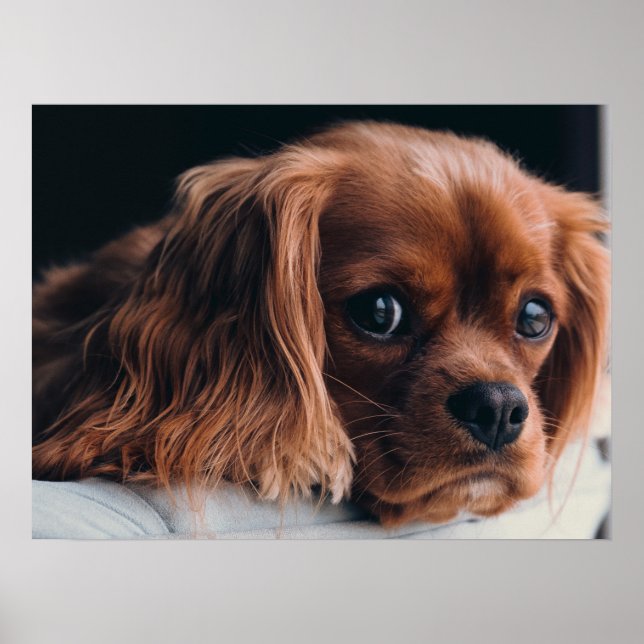 Affiche Ruby Cavalier King Charles Spaniel (Devant)