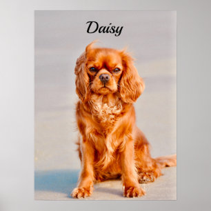 Affiche Ruby Cavalier King Charles Spaniel Chien
