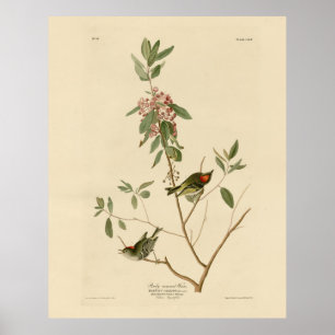 Affiche Ruby couronné Wren (Kinglet) Audubon Birds Amériqu