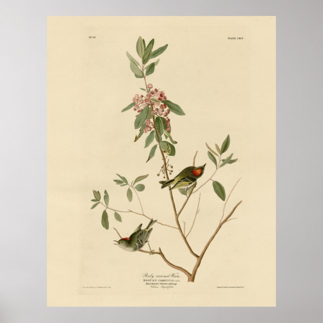 Affiche Ruby couronné Wren (Kinglet) Audubon Birds Amériqu (Devant)