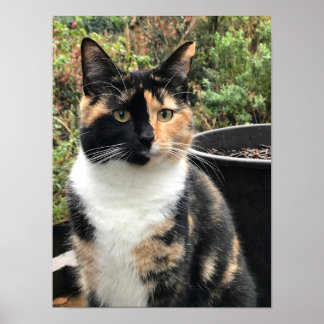 Affiche Ruby The Big Kitten, 20 mois