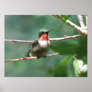 Affiche Ruby-throated Hummingbird After Chase