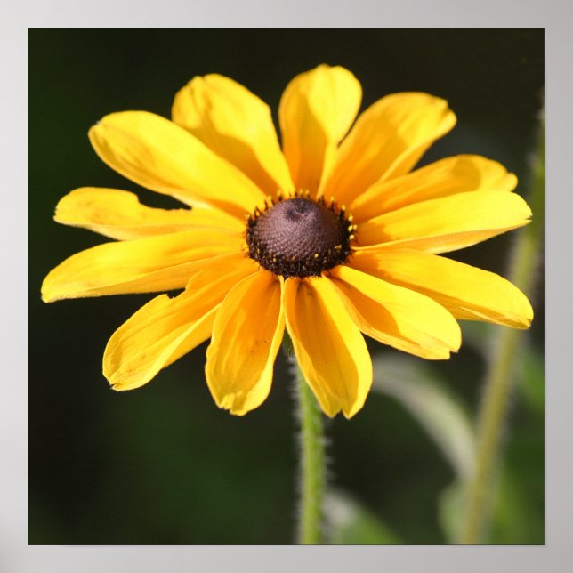 Affiche Rudbeckia Daisy (Devant)