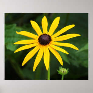 Affiche Rudbeckia hirta
