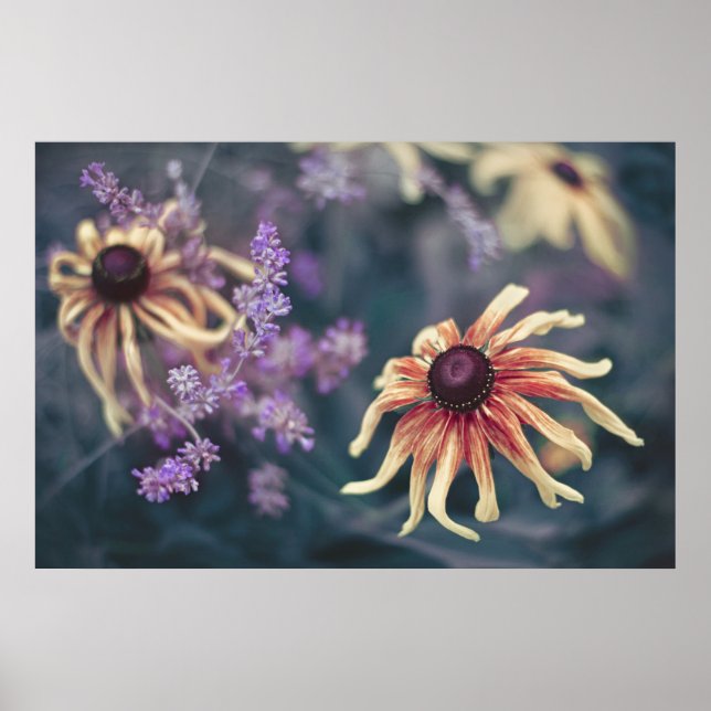 Affiche Rudbeckia Jaune Et Lavande Violette (Devant)