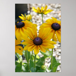Affiche "Rudbeckia Rising"
