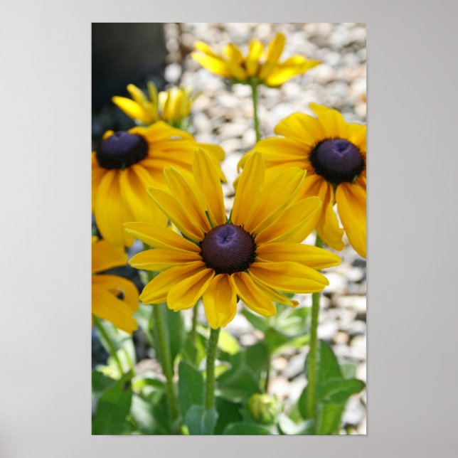 Affiche "Rudbeckia Rising" (Devant)