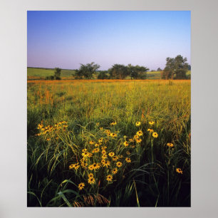 Affiche Rudbeckies à œil noir dans la prairie de hautes he