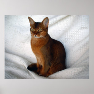Affiche Ruddy Abyssinian