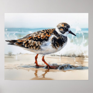 Affiche Ruddy Turnstone Bird Art Imprimer l'affiche