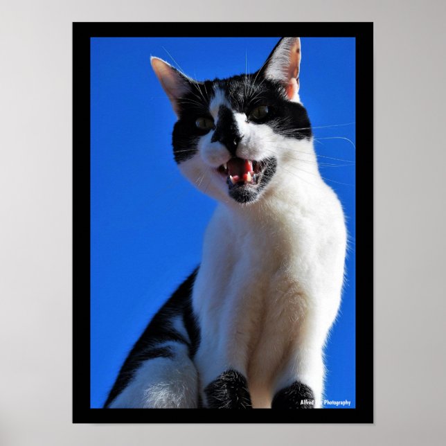 Affiche Rugissement du chat domestique (Devant)