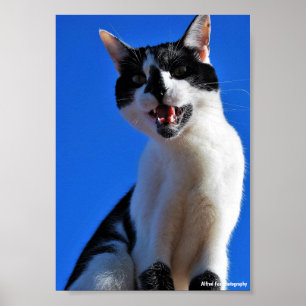 Affiche Rugissement du chat domestique