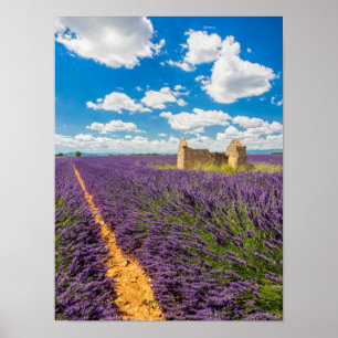 Affiche Ruine dans Lavender Field, France