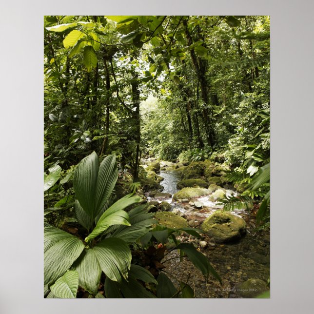 Affiche ruisseau en forêt tropicale, Dominique (Devant)
