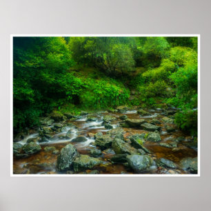 Affiche Ruisseau forestier dans une forêt luxuriante (Rivi