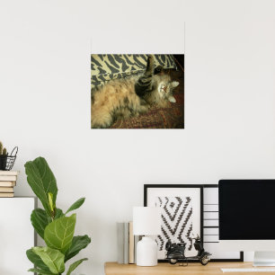 Affiche Rum Tum in repose
