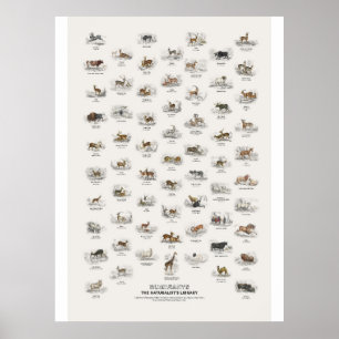 Affiche Ruminants - Bibliothèque du naturaliste