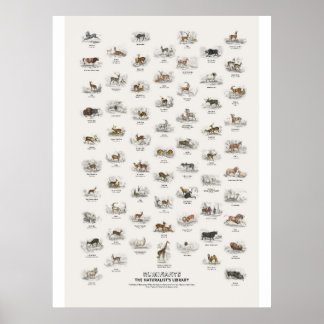 Affiche Ruminants - Bibliothèque du naturaliste