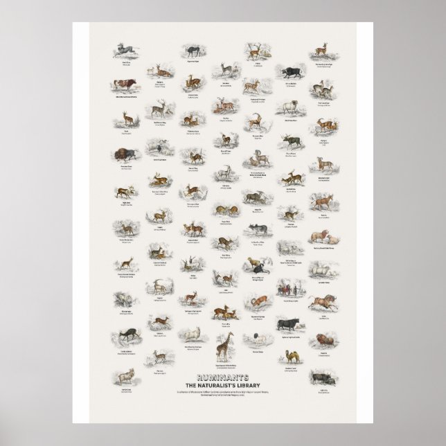 Affiche Ruminants - Bibliothèque du naturaliste (Devant)