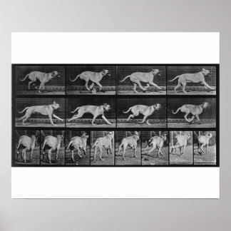 Affiche Running Dog, plaque 707 de 'Animal Locomotion', 1