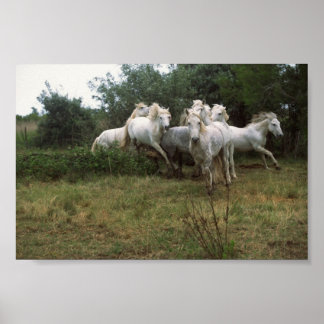 Affiche Running Grey Horse Herd