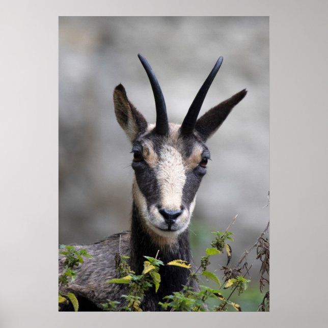 Affiche Rupicapra rupicapra (Devant)