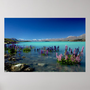 Affiche Russell Lupins dans le lac Tekapo, Nouvelle-Zéland